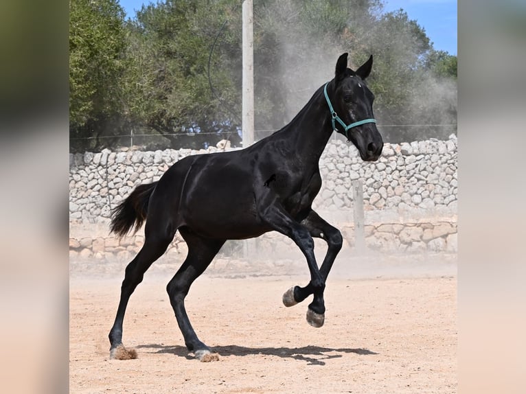 Menorquín Yegua Potro (01/2026) 158 cm  in Menorca