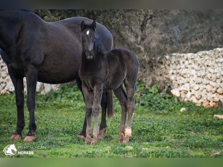 Menorquín Mestizo Yegua  158 cm Negro in Menorca