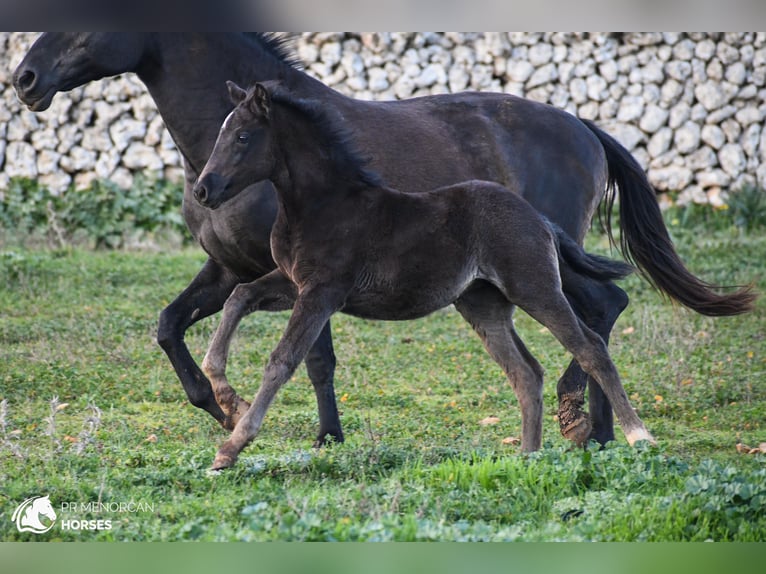 Menorquín Mestizo Yegua  158 cm Negro in Menorca