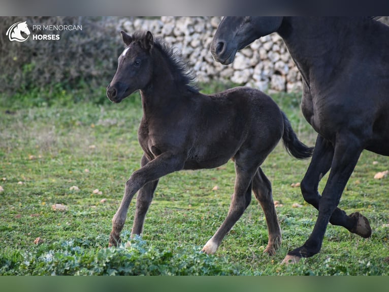 Menorquín Mestizo Yegua  158 cm Negro in Menorca