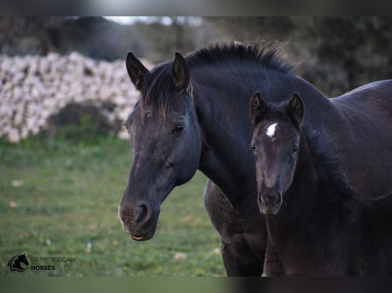 Menorquín Mestizo Yegua  158 cm Negro in Menorca