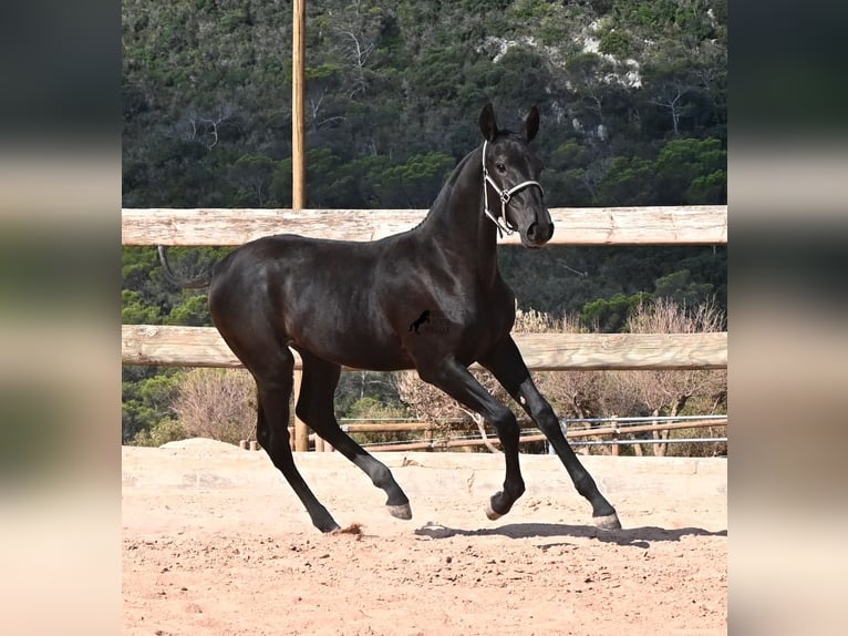 Menorquín Yegua Potro (02/2026) 160 cm Negro in Menorca