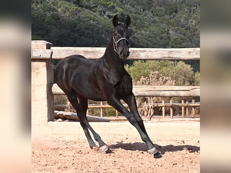 Menorquín Yegua Potro (02/2026) 160 cm Negro in Menorca