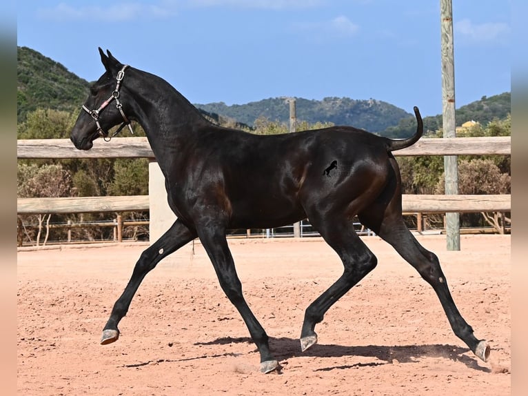 Menorquín Yegua Potro (02/2026) 160 cm Negro in Menorca
