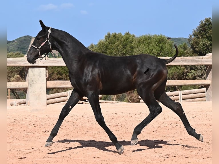 Menorquín Yegua Potro (02/2026) 160 cm Negro in Menorca