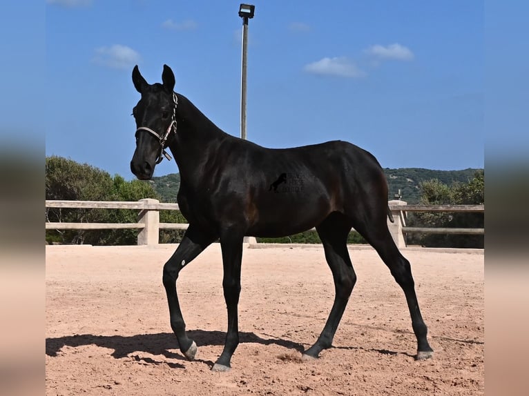 Menorquín Yegua Potro (02/2026) 160 cm Negro in Menorca