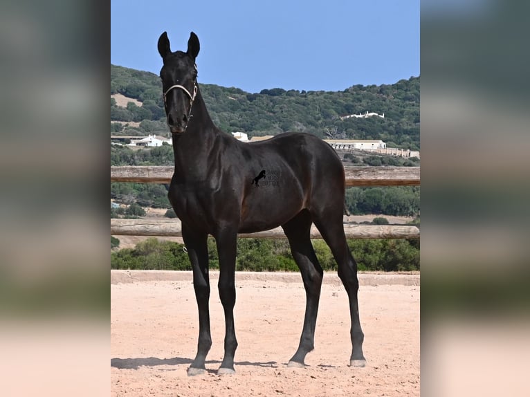 Menorquín Yegua Potro (02/2026) 160 cm Negro in Menorca