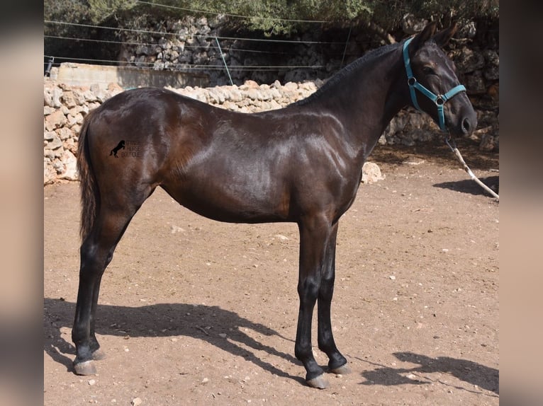 Menorquín Yegua Potro (01/2024) 160 cm Negro in Menorca