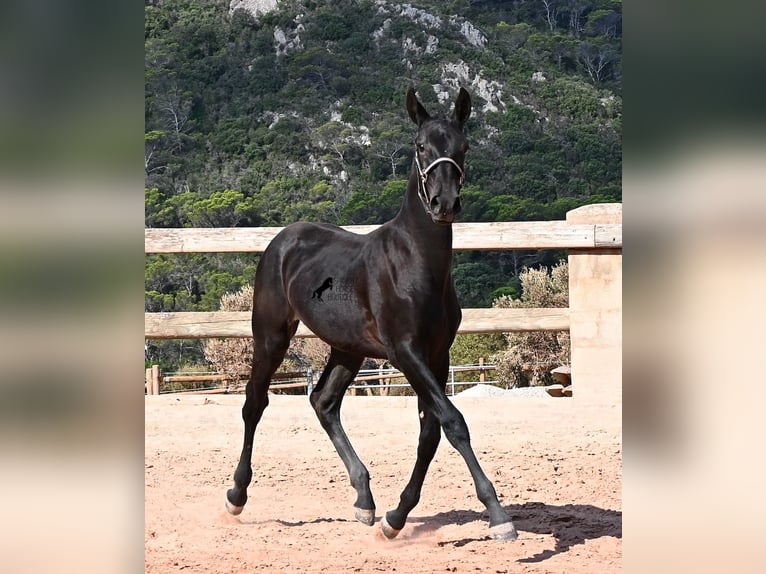 Menorquín Yegua Potro (02/2026) 160 cm Negro in Menorca