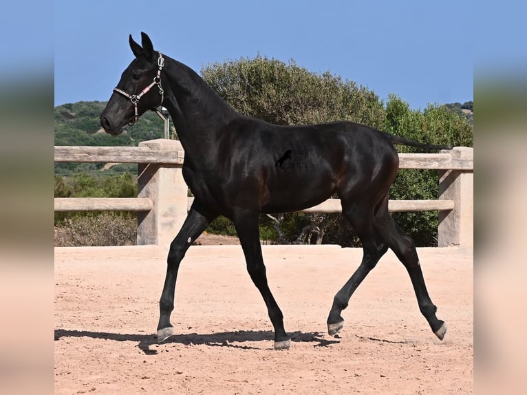 Menorquín Yegua Potro (02/2026) 160 cm Negro in Menorca