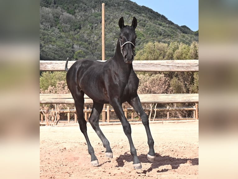 Menorquín Yegua Potro (02/2026) 160 cm Negro in Menorca