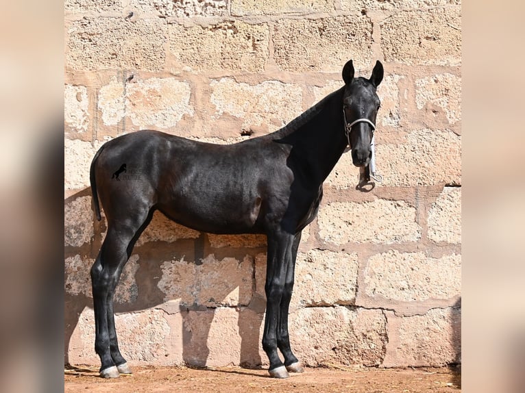 Menorquín Yegua Potro (02/2026) 160 cm Negro in Menorca