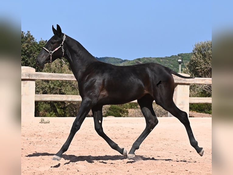 Menorquín Yegua Potro (02/2026) 160 cm Negro in Menorca
