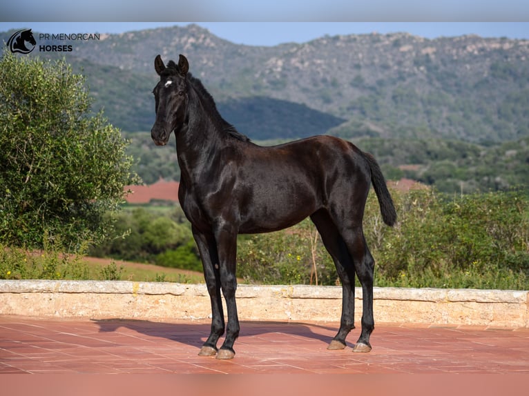 Menorquín Yegua Potro (01/2024) 162 cm Negro in Menorca