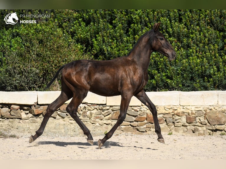 Menorquín Yegua Potro (03/2024) 162 cm Negro in Menorca