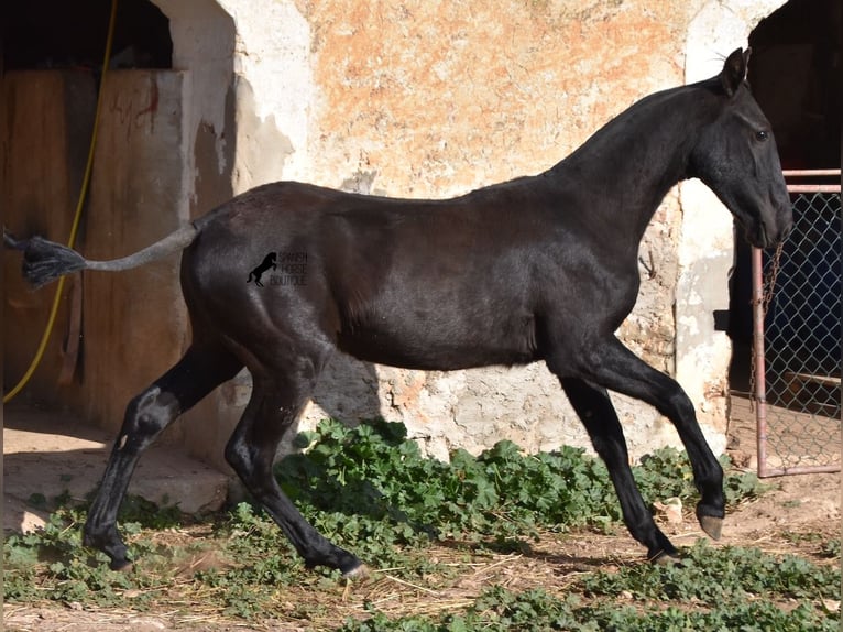 Menorquín Yegua Potro (02/2024) 162 cm Negro in Menorca