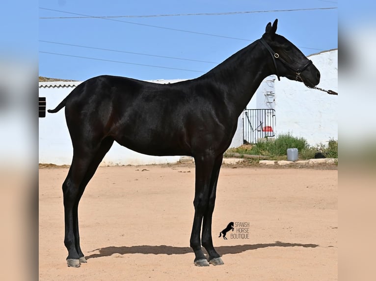 Menorquín Yegua Potro (02/2025) 162 cm Negro in Menorca