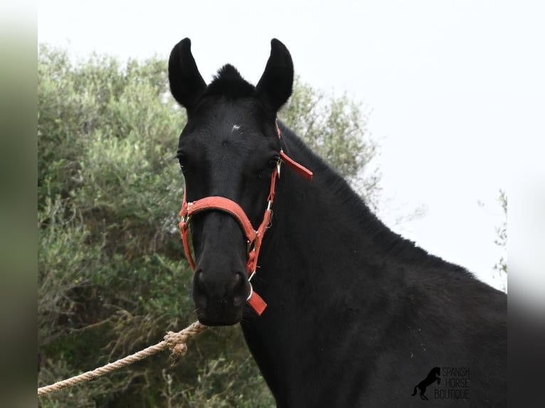 Menorquín Yegua Potro (02/2025) 163 cm Negro in Menorca