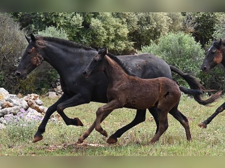 Menorquín Yegua Potro (02/2025) 163 cm Negro in Menorca