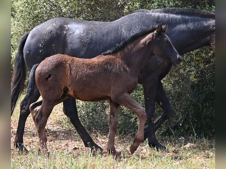 Menorquín Yegua Potro (02/2025) 163 cm Negro in Menorca