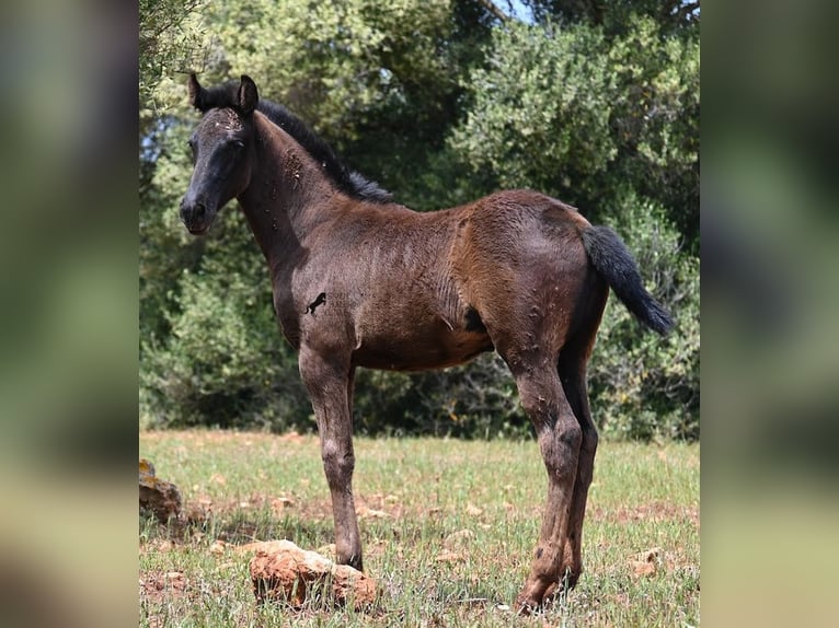 Menorquín Yegua Potro (02/2025) 163 cm Negro in Menorca