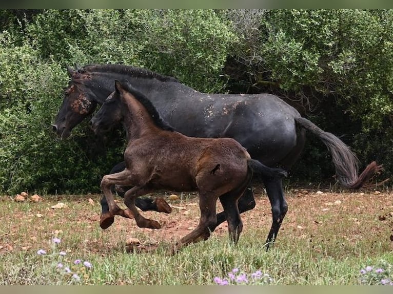 Menorquín Yegua Potro (02/2025) 163 cm Negro in Menorca