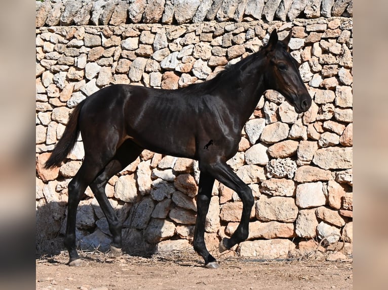 Menorquín Yegua Potro (04/2026) 165 cm Negro in Menorca