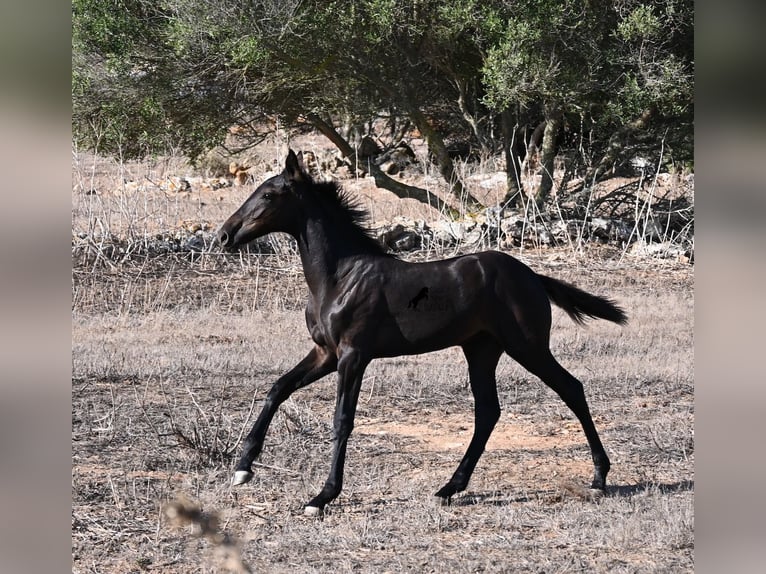 Menorquín Yegua Potro (04/2026) 165 cm Negro in Menorca