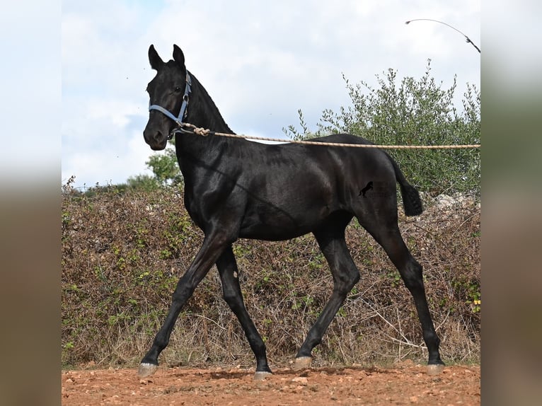 Menorquín Yegua Potro (03/2025) 165 cm Negro in Menorca