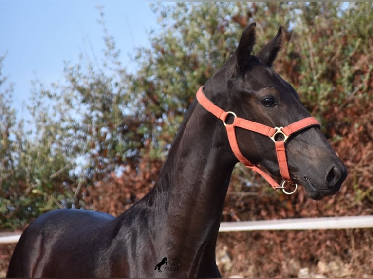 Menorquín Yegua Potro (02/2024) 167 cm Negro in Menorca