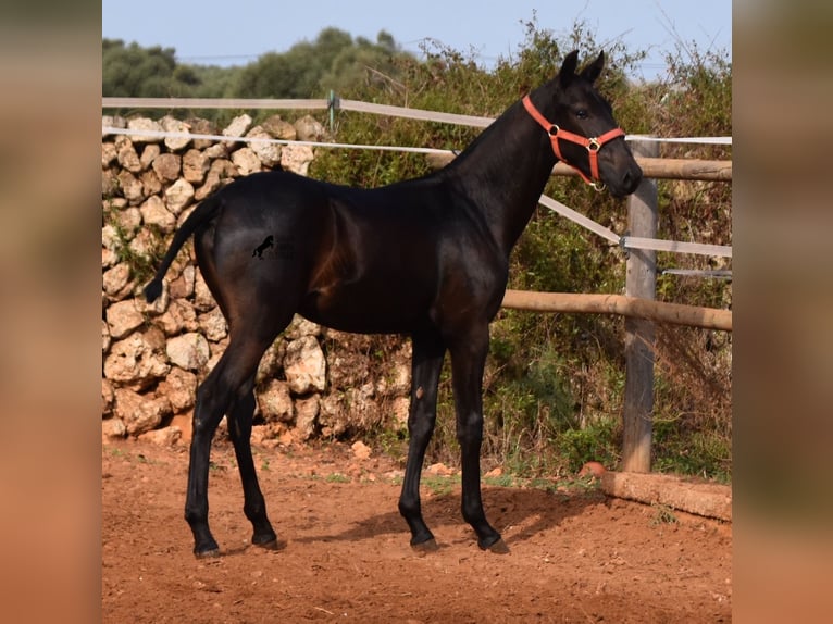 Menorquín Yegua Potro (02/2024) 167 cm Negro in Menorca