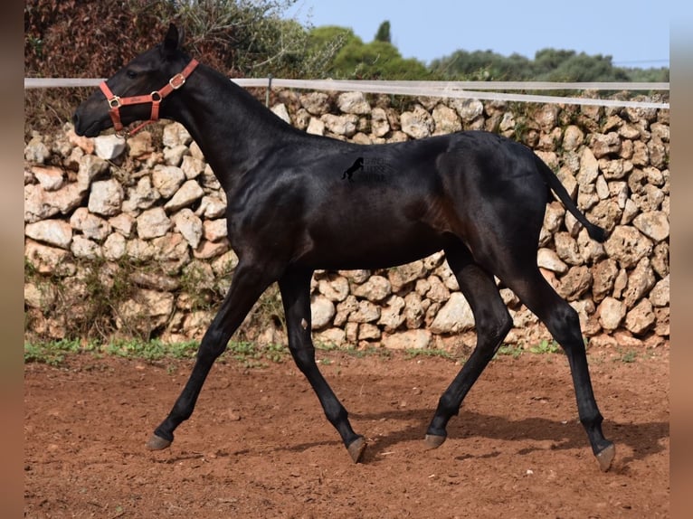 Menorquín Yegua Potro (02/2024) 167 cm Negro in Menorca