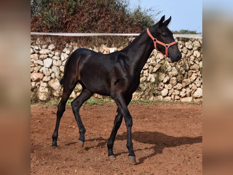 Menorquín Yegua Potro (02/2024) 167 cm Negro in Menorca