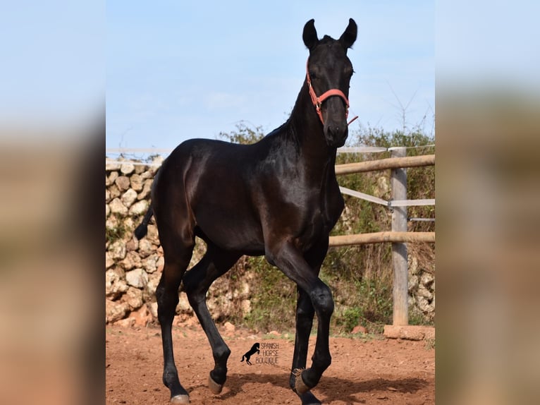 Menorquín Yegua Potro (02/2024) 167 cm Negro in Menorca