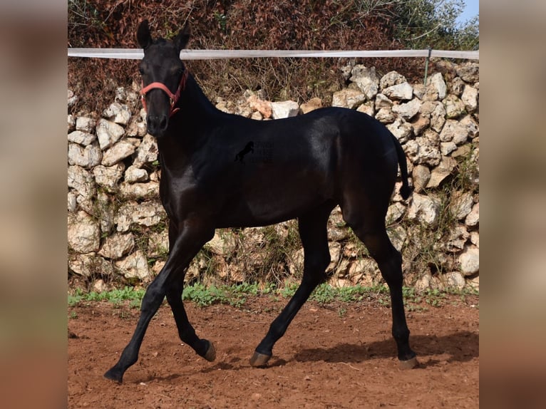 Menorquín Yegua Potro (02/2024) 167 cm Negro in Menorca