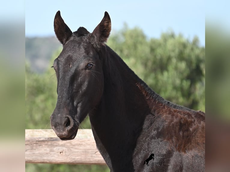 Menorquín Yegua Potro (02/2025) 168 cm Negro in Menorca