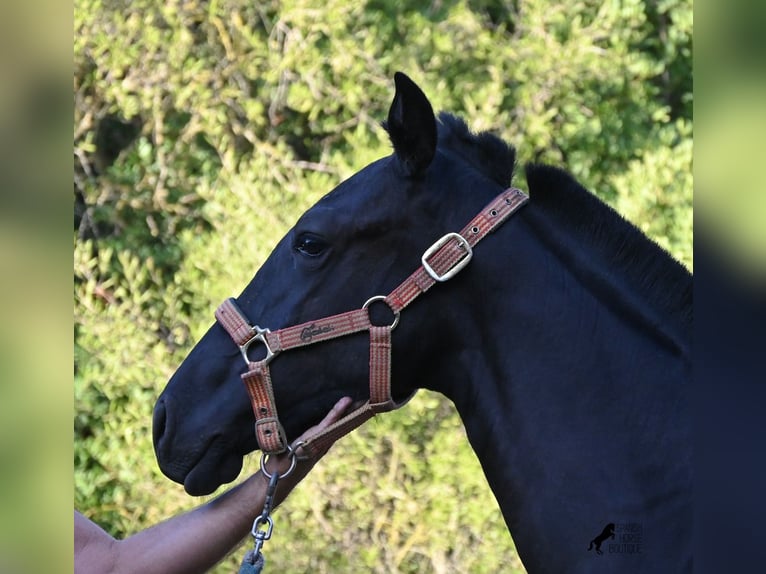 Menorquín Yegua Potro (02/2026) 170 cm Negro in Menorca