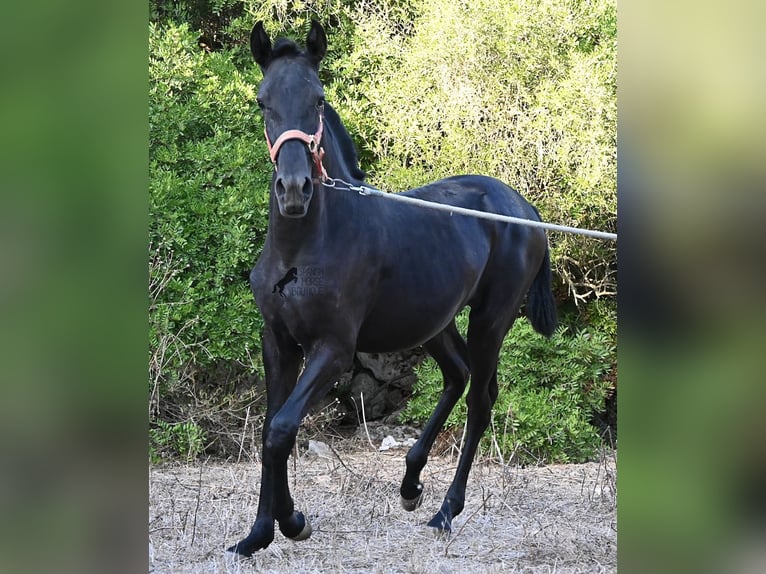 Menorquín Yegua Potro (02/2026) 170 cm Negro in Menorca
