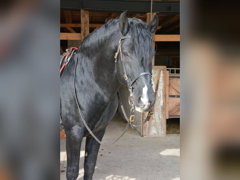 Menorquiner Hengst 10 Jahre 162 cm Rappe in Bonndorf im Schwarzwald