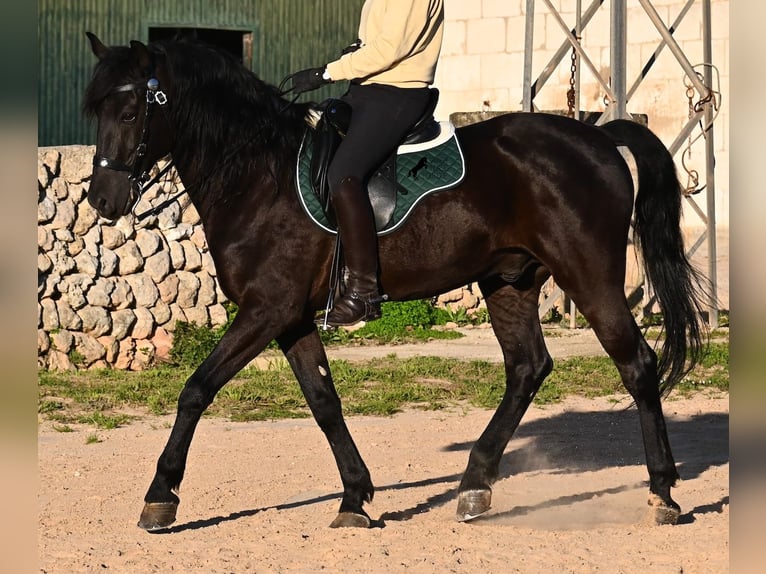 Menorquiner Hengst 12 Jahre 166 cm Rappe in Menorca