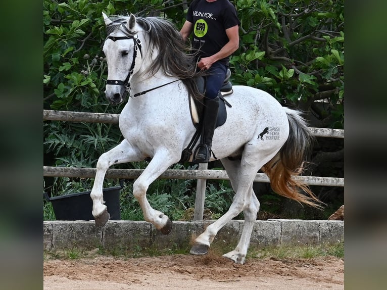 Menorquiner Mix Hengst 14 Jahre 163 cm Schimmel in Menorca