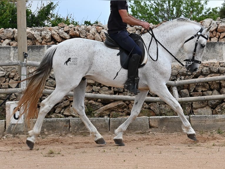 Menorquiner Mix Hengst 14 Jahre 163 cm Schimmel in Menorca