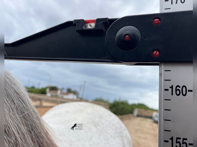 Menorquiner Mix Hengst 14 Jahre 163 cm Schimmel in Menorca