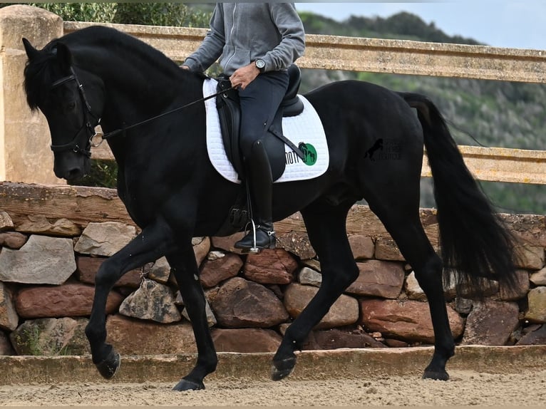 Menorquiner Hengst 15 Jahre 155 cm Rappe in Menorca