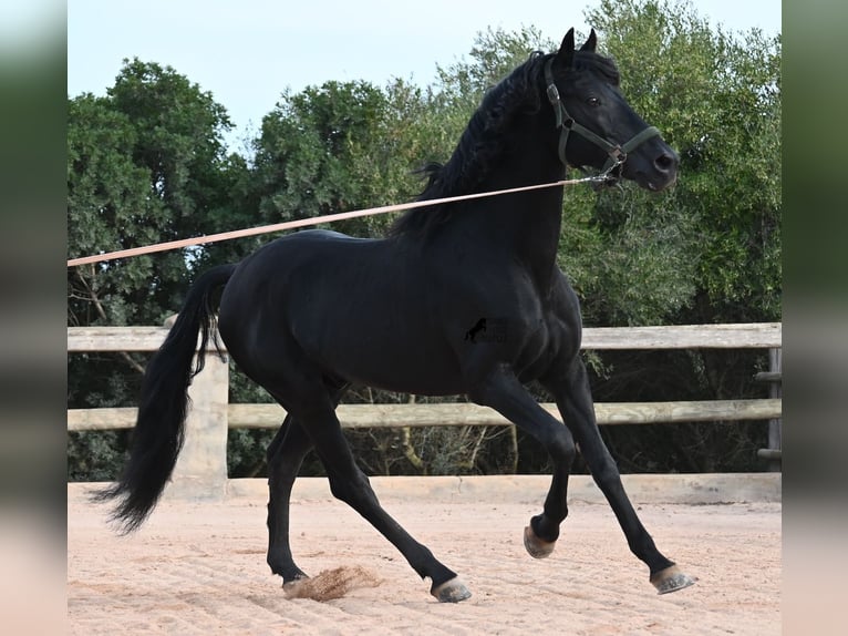 Menorquiner Hengst 15 Jahre 155 cm Rappe in Menorca
