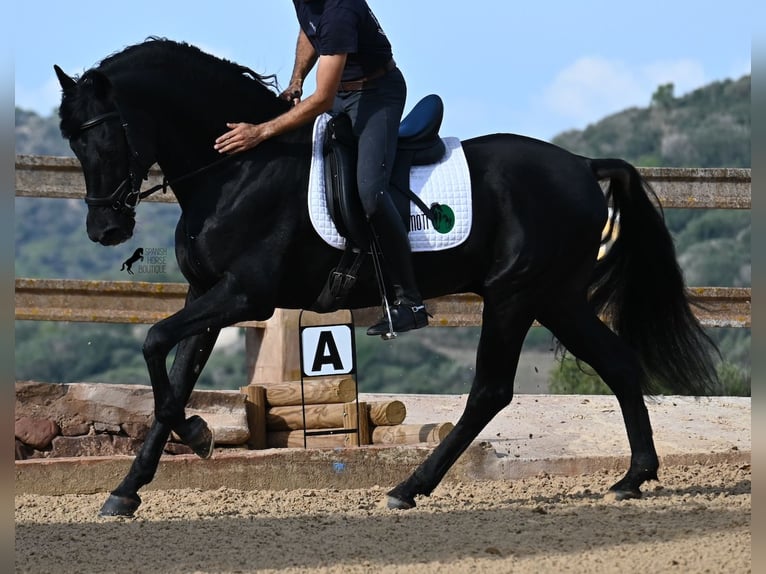 Menorquiner Hengst 15 Jahre 155 cm Rappe in Menorca