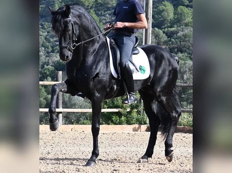 Menorquiner Hengst 15 Jahre 155 cm Rappe in Menorca
