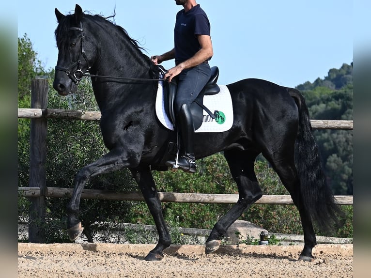 Menorquiner Hengst 15 Jahre 155 cm Rappe in Menorca