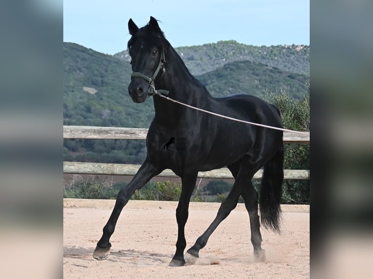 Menorquiner Hengst 15 Jahre 155 cm Rappe in Menorca