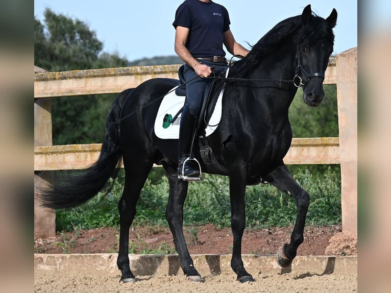 Menorquiner Hengst 15 Jahre 155 cm Rappe in Menorca